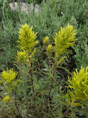 Castilleja flava