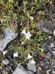 Cerastium morrisonense