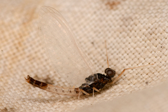 Paraleptophlebia debilis