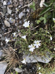 Cerastium morrisonense
