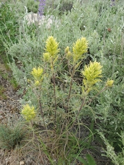 Castilleja flava