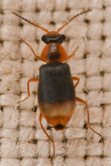Hypebaeus bicolor