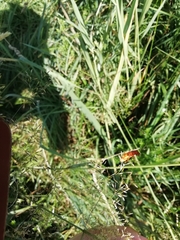 Rhagonycha fulva