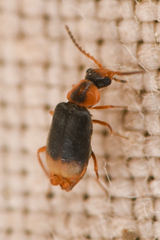 Hypebaeus bicolor