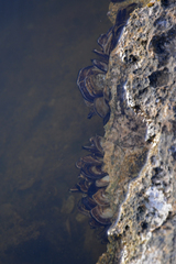 Isognomon alatus