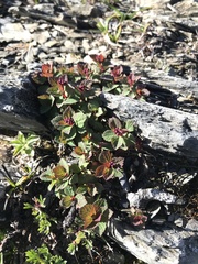 Spiraea morrisonicola