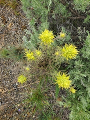 Castilleja flava