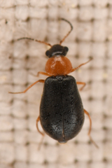 Hypebaeus bicolor