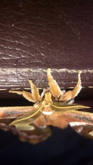 Rothschildia cinctus cinctus