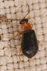 Hypebaeus bicolor