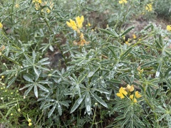 Lupinus luteolus