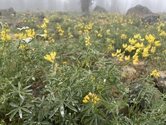 Lupinus luteolus