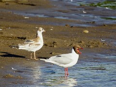 Chroicocephalus ridibundus