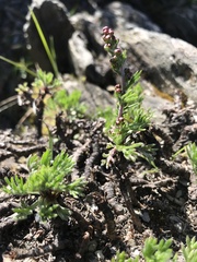 Artemisia kawakamii