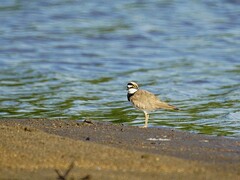 Charadrius dubius