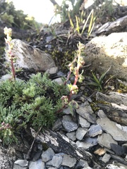 Artemisia kawakamii