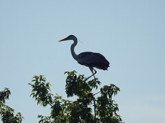 Ardea cinerea