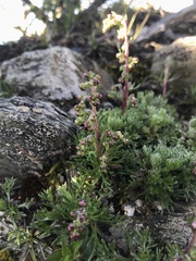 Artemisia kawakamii