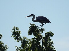 Ardea cinerea