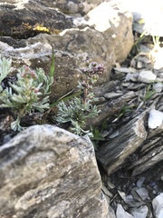 Artemisia kawakamii
