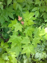 Acer pictum