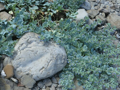Image of Mertensia simplicissima by (c) Repina Tatyana, some rights reserved (CC BY)