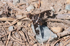 Exoprosopa dorcadion