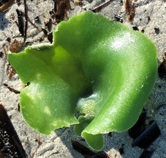 Dictyosphaeria sericea