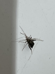 Phytocoris tiliae