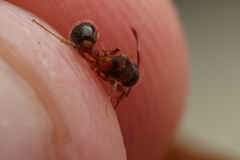 Myrmica americana