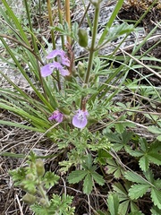 Teucrium botrys