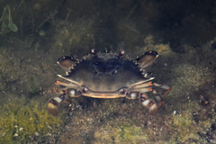 Callinectes ornatus
