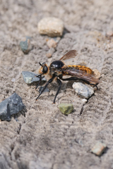 Laphria asackeni