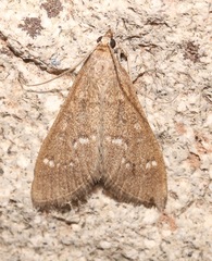 Mecyna mustelinalis
