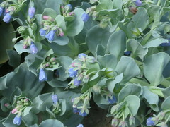 Mertensia simplicissima