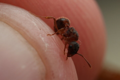 Myrmica americana
