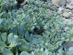 Mertensia simplicissima