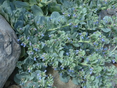 Mertensia simplicissima
