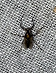 Coelotanypus tricolor