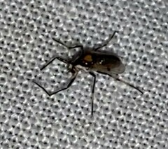 Coelotanypus tricolor