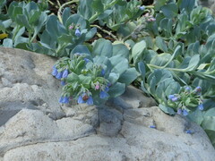 Mertensia simplicissima