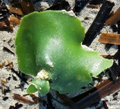 Dictyosphaeria sericea