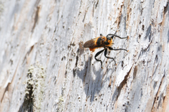 Laphria asackeni