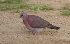 Nesoenas picturatus