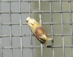 Diceratura ostrinana