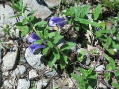 Scutellaria strigillosa