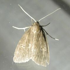 Archanara dissoluta
