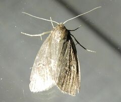 Archanara dissoluta