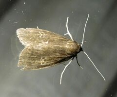 Archanara dissoluta