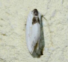Cilix asiatica